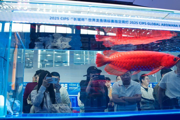 2025 長城杯世界龍虎魟魚錦標賽（龍魚組）