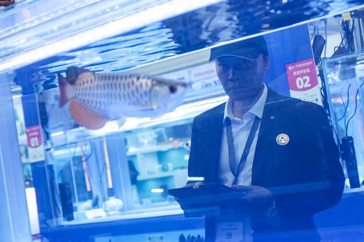 2025 長城杯世界龍虎魟魚錦標賽（龍魚組）