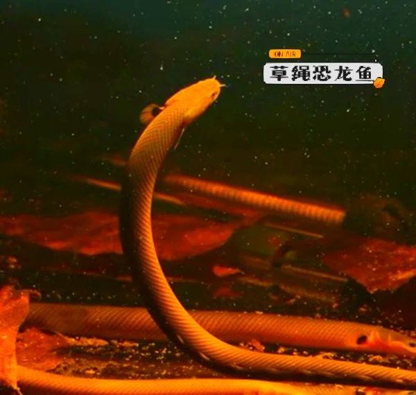 草繩恐龍魚的原產地在哪里？：草繩恐龍魚在原產地的分布范圍是否廣泛？