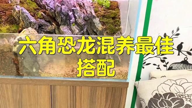 六角龍魚可以混養嗎？：六角恐龍混養需謹慎
