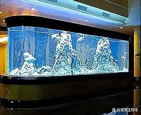 龍魚呆在水面不游動，如何調節水質：養魚說龍魚不敢游動水質和濾材調整大揭秘