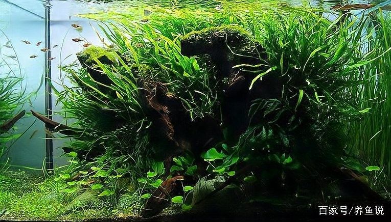 龍魚呆在水面不游動，如何調節水質：養魚說龍魚不敢游動水質和濾材調整大揭秘