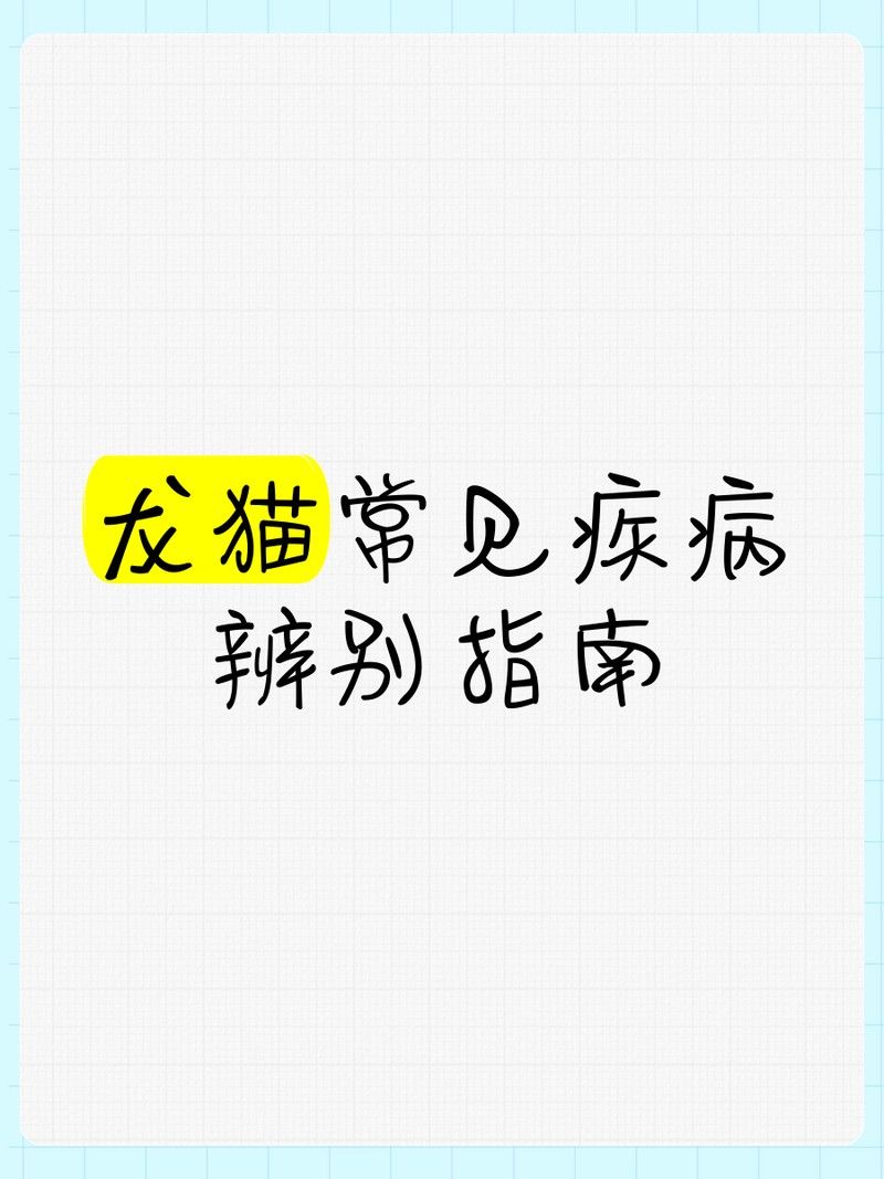 如何判斷龍貓是否便秘？：龍貓便秘與脹氣的區別及治療方法全解析龍貓便秘怎么辦
