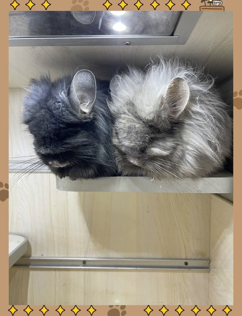 如何判斷龍貓是否便秘？：龍貓便秘與脹氣的區別及治療方法全解析龍貓便秘怎么辦