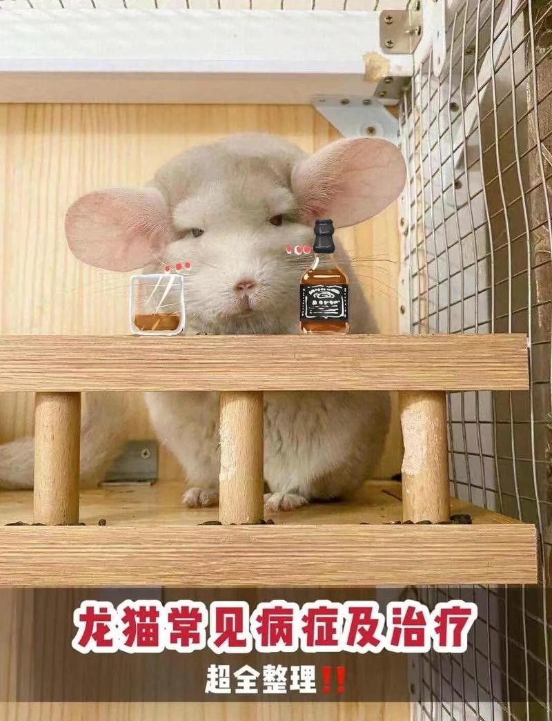 如何判斷龍貓是否便秘？：龍貓便秘與脹氣的區別及治療方法全解析龍貓便秘怎么辦