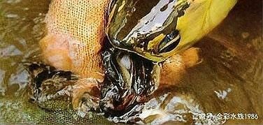 六角恐龍魚繁殖后如何護(hù)理幼體：鳳凰網(wǎng)如何區(qū)分六角恐龍魚的公母其實(shí)很簡(jiǎn)單