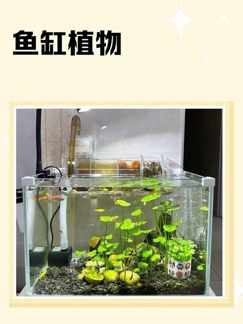 哪里可以找到高清的紅龍魚壁紙圖片：探索高清紅龍魚壁紙的完美之地