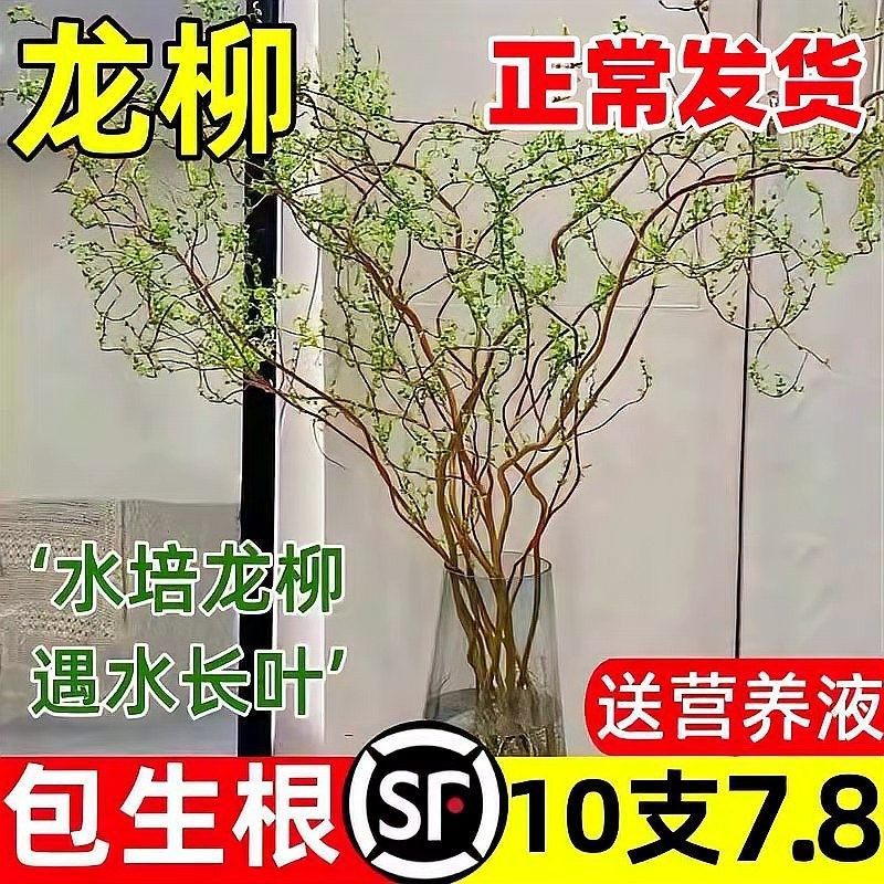 龍魚缸養植物有哪些好處：魚缸養植物對魚好嗎