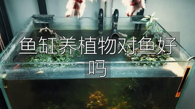 龍魚缸養植物有哪些好處：魚缸養植物對魚好嗎