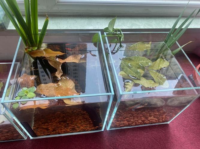 龍魚缸養植物有哪些好處：魚缸養植物對魚好嗎