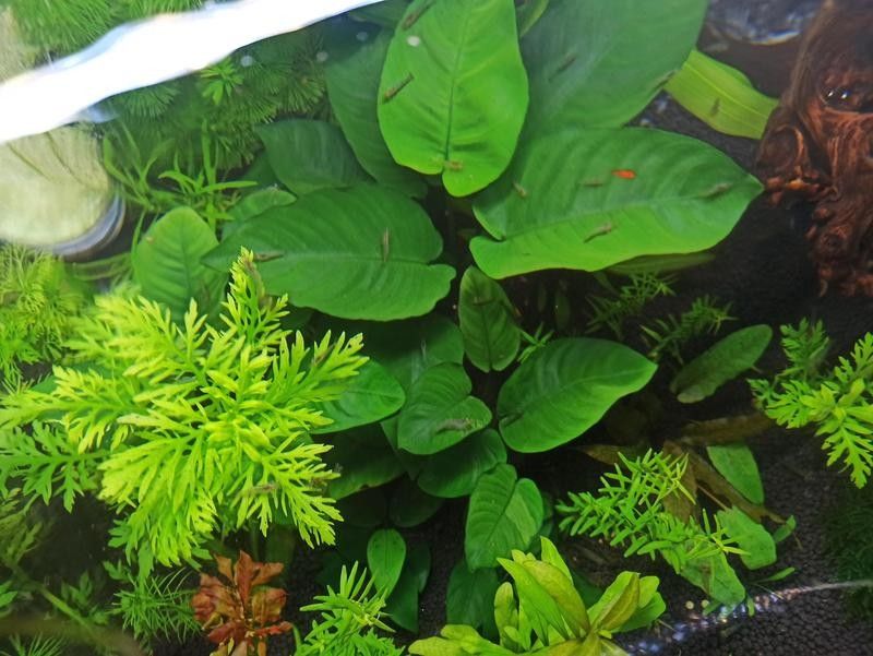 龍魚缸養植物有哪些好處：魚缸養植物對魚好嗎