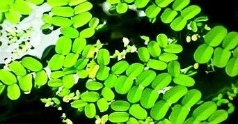 如何設置水草隔離帶？：水草缸換水頻率的重要性