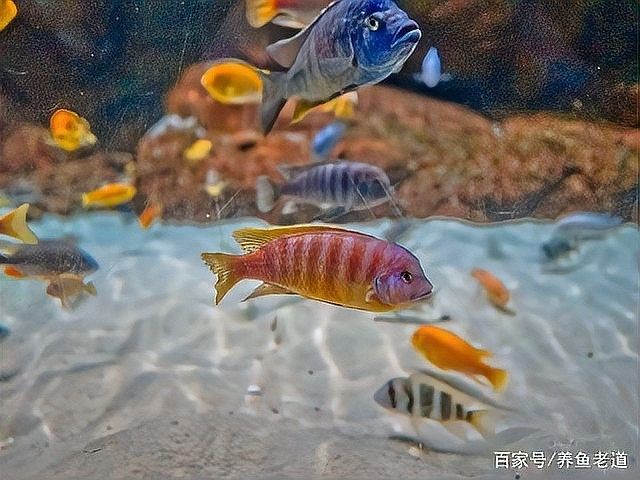 金龍魚開燈后多久會適應：金龍魚開燈后的適應時間與其個體狀態、環境調整及燈光管理密切相關