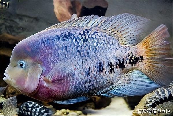 龍魚(yú)拖便會(huì)自愈嗎？：龍魚(yú)拖便一般多久會(huì)好