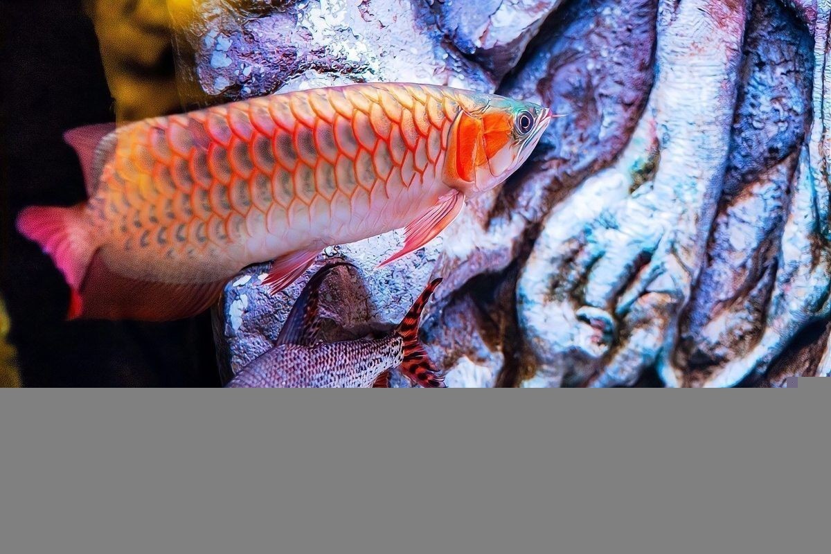 紅龍魚多久才能長大：紅龍魚的發色階段