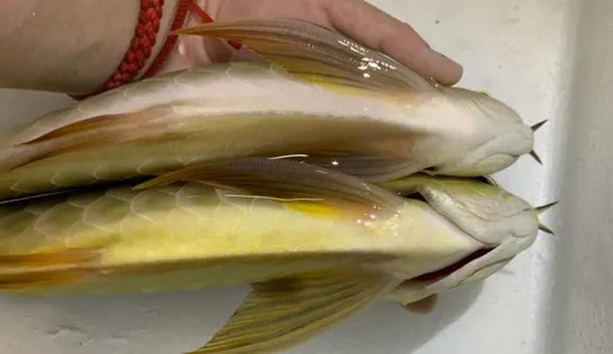 如何購買閃耐龍魚：購買閃耐龍魚需重點關(guān)注血統(tǒng)認證、商家資質(zhì)和運輸保障