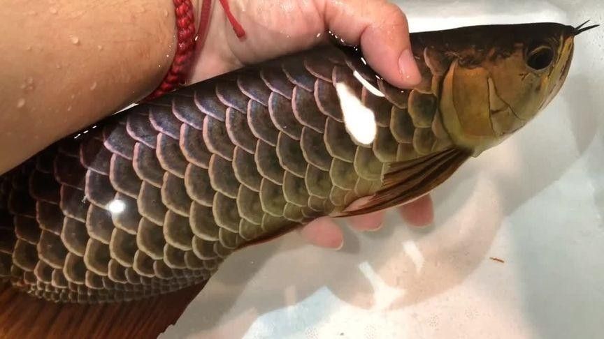如何購買閃耐龍魚：購買閃耐龍魚需重點關(guān)注血統(tǒng)認證、商家資質(zhì)和運輸保障