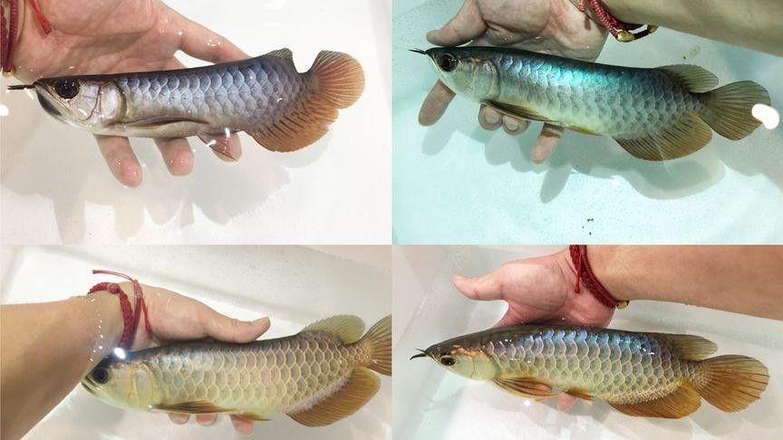 如何購買閃耐龍魚：購買閃耐龍魚需重點關(guān)注血統(tǒng)認證、商家資質(zhì)和運輸保障