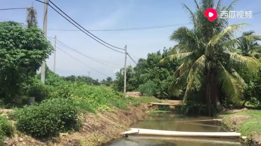 如何購買閃耐龍魚：購買閃耐龍魚需重點關(guān)注血統(tǒng)認證、商家資質(zhì)和運輸保障