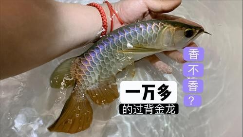 如何購買閃耐龍魚：購買閃耐龍魚需重點關(guān)注血統(tǒng)認證、商家資質(zhì)和運輸保障