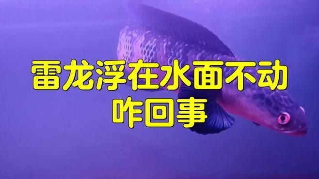 雷龍魚溺水后多久會死亡？：雷龍魚作為水生生物其溺水（缺氧）的生存時間與人類存在差異
