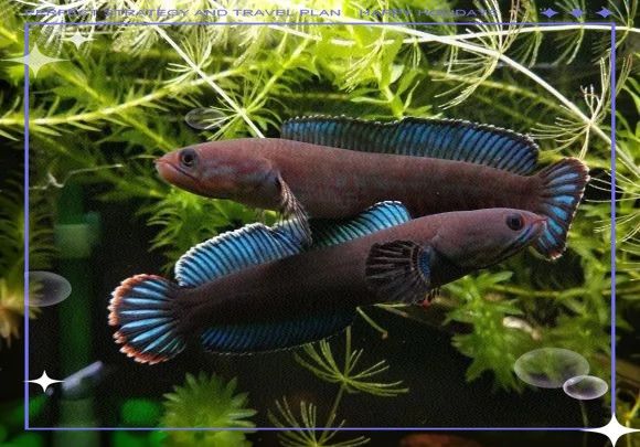黃金眼鏡蛇雷龍魚發(fā)色需要哪些條件？：黃金眼鏡蛇雷龍?jiān)趺答B(yǎng)