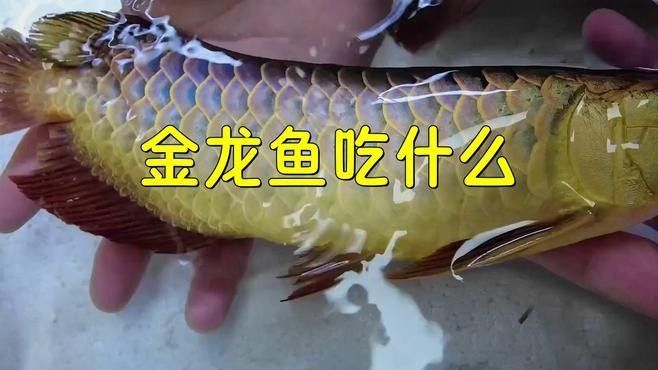金龍魚和蝴蝶鯉的食物選擇：金龍魚和蝴蝶鯉混養(yǎng)需要注意什么？
