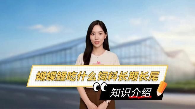 金龍魚和蝴蝶鯉的食物選擇：金龍魚和蝴蝶鯉混養(yǎng)需要注意什么？