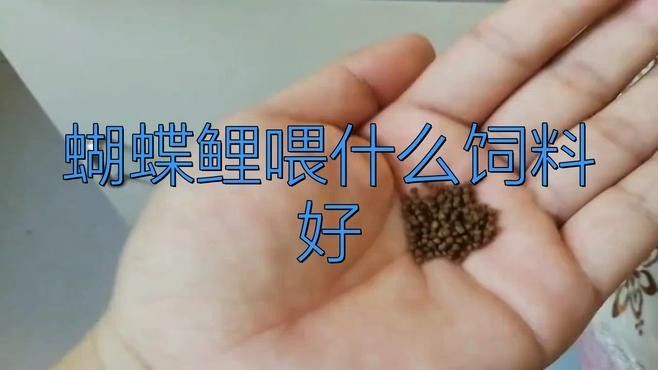 金龍魚和蝴蝶鯉的食物選擇：金龍魚和蝴蝶鯉混養(yǎng)需要注意什么？