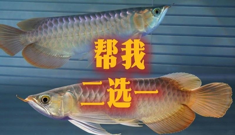 龍魚老孫視頻83號的發布時間：關于龍魚相關視頻的發布時間目前可查到的具體信息