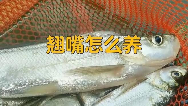 批發翹嘴紅龍魚苗需要哪些手續：批發翹嘴紅龍魚苗需要辦理以下手續