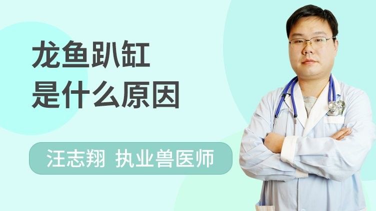 龍魚換季趴缸需要停食嗎：龍魚在換季期間趴缸現象時