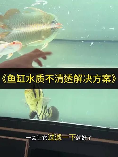 如何穩定龍魚缸的水溫：不同品種龍魚對水溫需求存在差異：銀龍魚對水溫需求存在差異