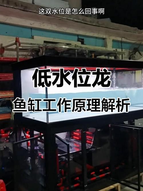 如何穩定龍魚缸的水溫：不同品種龍魚對水溫需求存在差異：銀龍魚對水溫需求存在差異