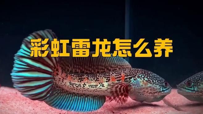 彩虹雷龍魚飼養難度如何：彩虹雷龍怎么養