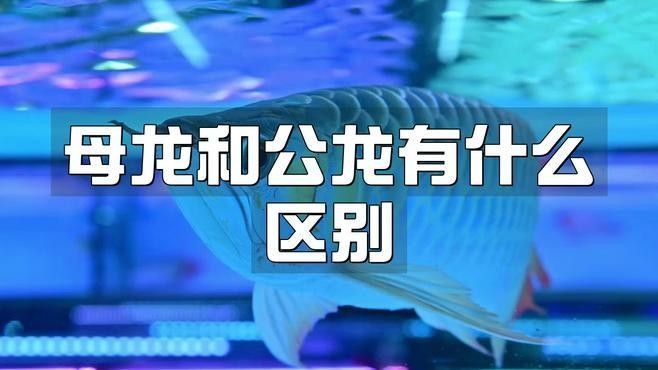 紅龍魚苗的性別如何區分：紅龍魚苗的性別鑒別需綜合多種特征觀察但幼魚階段差異不明顯
