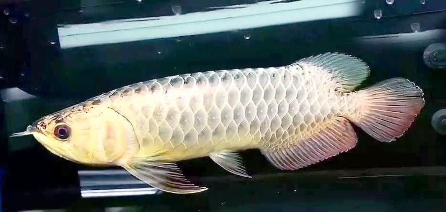 高背金龍魚如何養成過背：——龍魚燈光的使用方法
