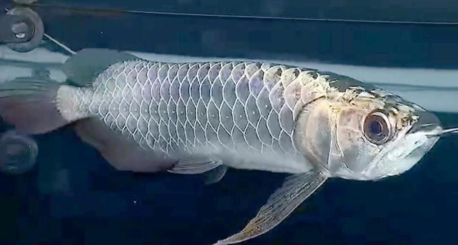 高背金龍魚如何養成過背：——龍魚燈光的使用方法