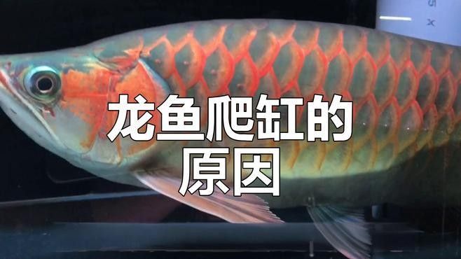 金龍魚趴缸多久能恢復：呼倫貝爾大草原的貓咪們,龍魚趴缸原因及解決方法