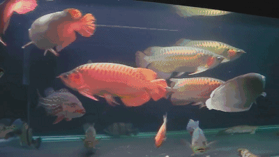 推薦一些紅龍魚動態壁紙：優秀的紅龍魚動態壁紙推薦
