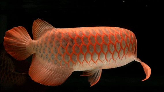 推薦一些紅龍魚動態壁紙：優秀的紅龍魚動態壁紙推薦