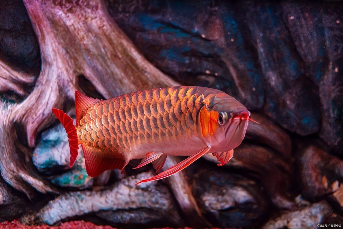 龍魚增色需要哪些特定的光照：新手養龍魚怎么養出好發色