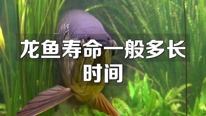 龍魚眼球變白多久會死：龍魚白點病怎么治