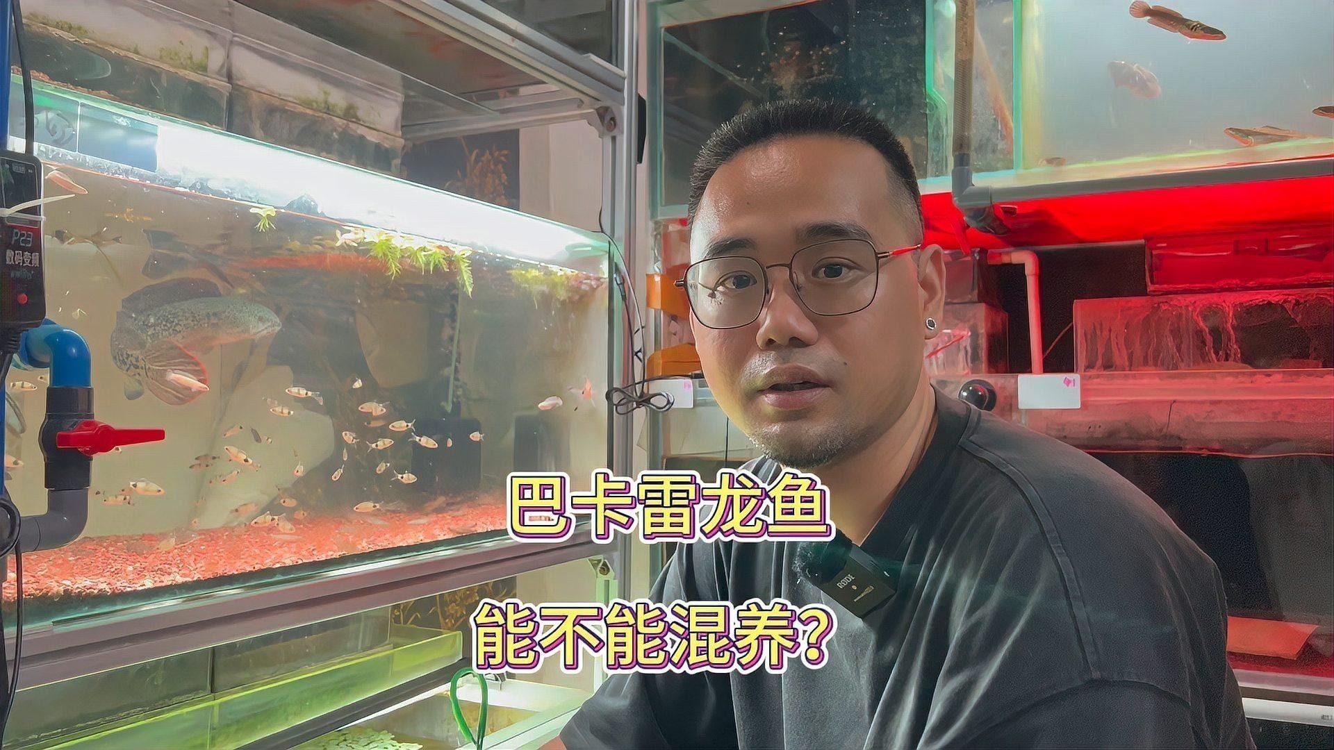 巴卡雷龍可以混養嗎？：巴卡雷龍混養技巧