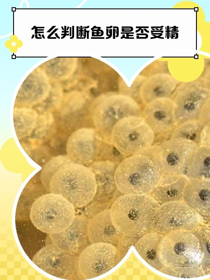 如何判斷紅龍魚魚卵是否受精？：判斷紅龍魚是否受精可通過以下特征和方法進行觀察