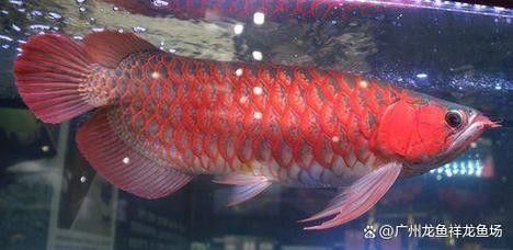 紅龍魚用什么品牌的燈比較好：紅龍魚專用燈-紅龍魚燈管使用