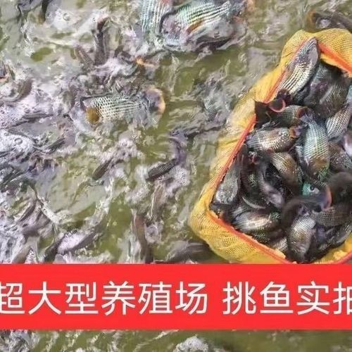 樂業哪個水族館龍魚好？祥龍魚場龍魚：廣州龍魚祥龍魚場
