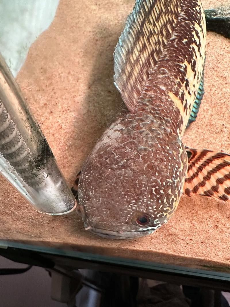 如何預防雷龍魚的白點病：雷龍魚得了白點病怎么辦養魚小藝雷龍魚飼養全攻略