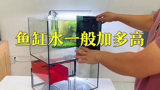 雷龍魚缸多久換一次水：雷龍魚換水技巧大揭秘，如何正確操作不傷魚佳期如夢一場