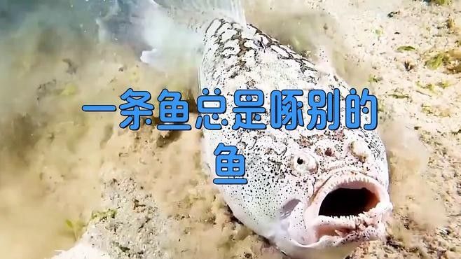 龍魚鰓部軟膜長白毛是水霉病，如何預(yù)防龍魚鰓部軟膜長白毛，如何判斷龍魚是否感染水霉病